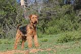 AIREDALE TERRIER 157